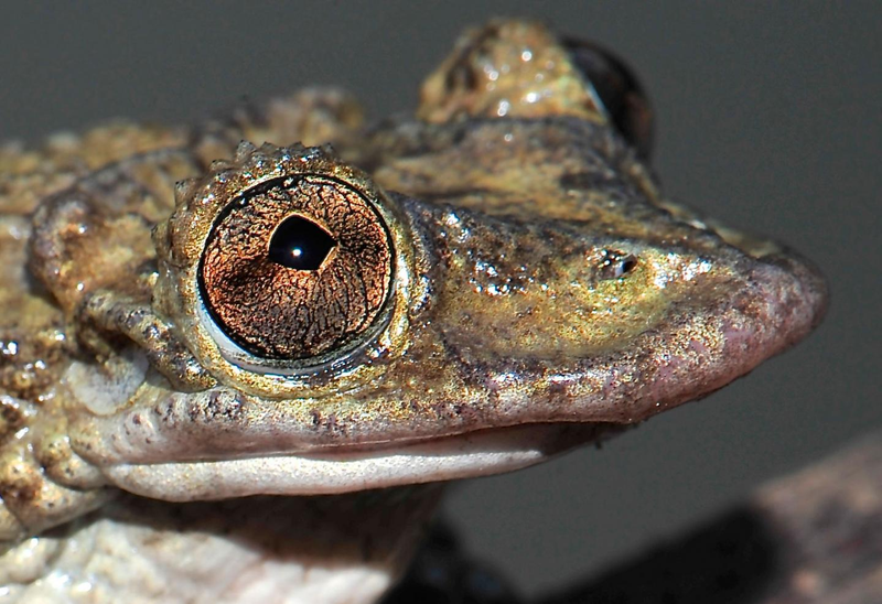 Illustration for article titled Venomous Frogs Use Deadly Face Spines to Slay Their Enemies